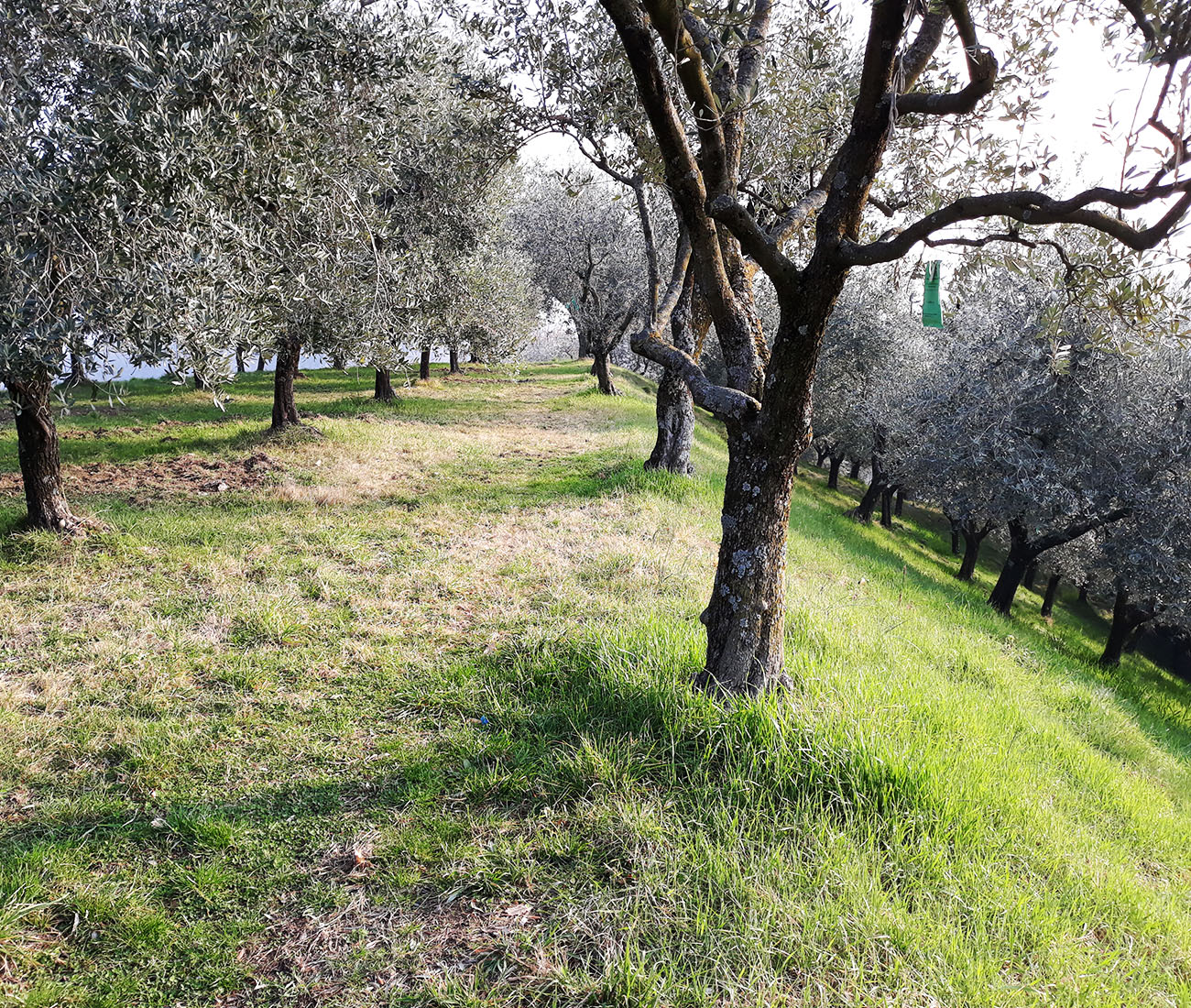 Diesel Farm – Nuova cantina vinicola e agriturismo a Marostica